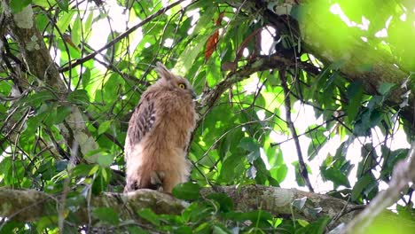 The-Buffy-Fish-Owl-is-a-big-owl-and-yet-the-smallest-among-the-four-Fish-Owls