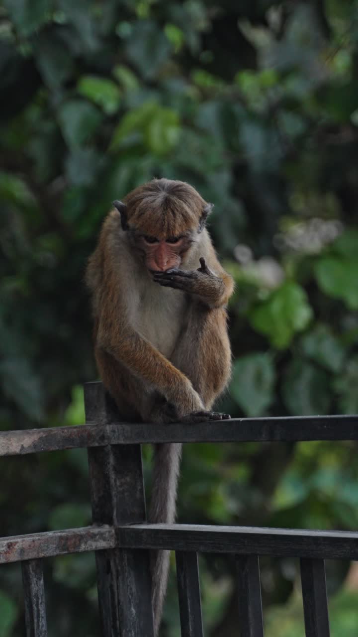 Close up of bowler monkey in Sri Lanka sitting on ledge