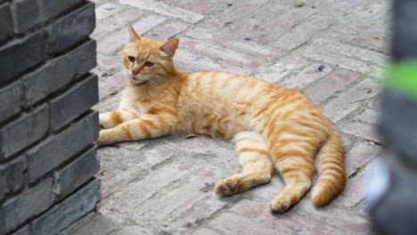 orange cat lying on the ground resting and meowing