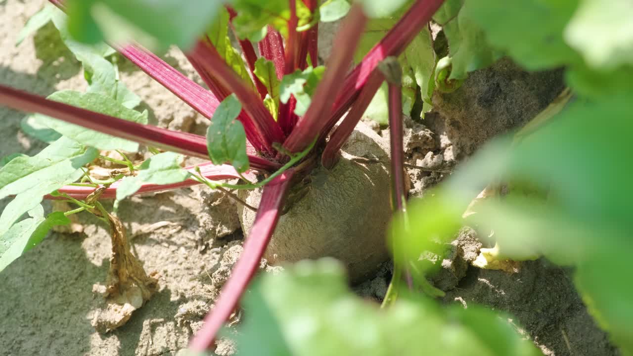 remolachas rojas, remolachas orgánicas con hojas en el fondo del suelo.