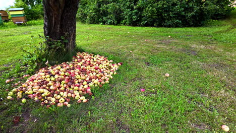 pile of apples on ground of garden grass, slow motion view