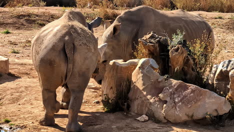 dos rinocerontes en un zoológico interactuando socialmente entre sí, disparo en cámara lenta
