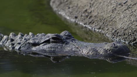 Alligator-Aus-Nächster-Nähe,-Der-Darauf-Wartet,-Beute-Zu-überfallen