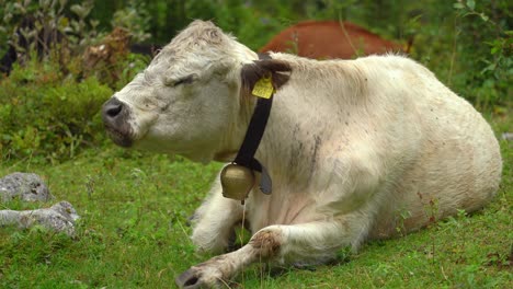 un primer plano de una vaca alpina blanca comiendo hierba en gosausee