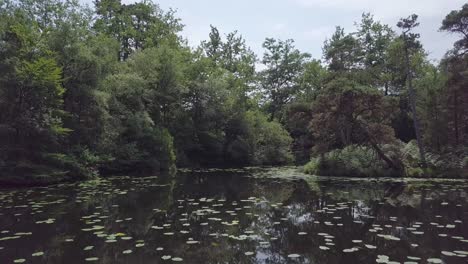 Reflejo-De-4k-Ondulando-Suavemente-En-Un-Estanque-De-Bosque-Mágico