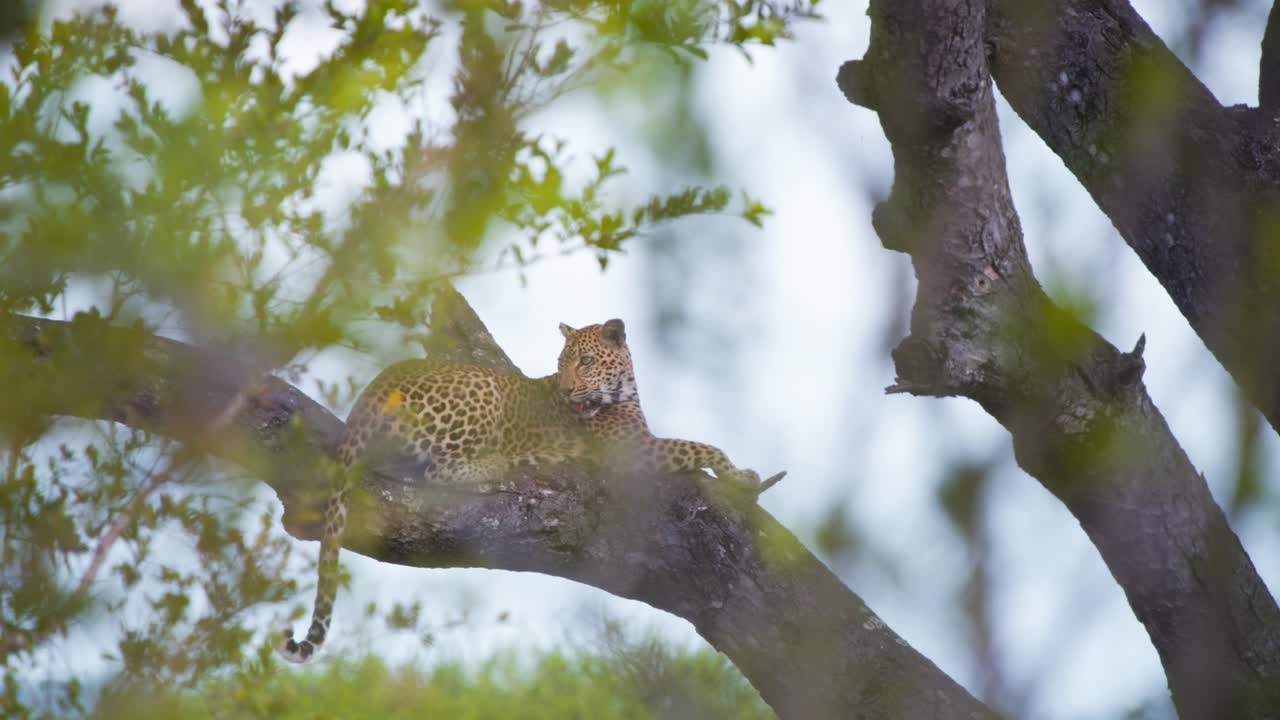 Savanda bir ağaç dalında uzanmış dinlenen Afrika leoparı.