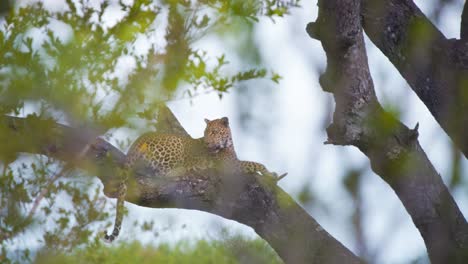 African-leopard-lying-and-resting-on-branch-of-tree-in-savannah