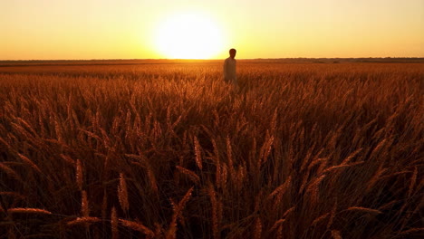 person walking through a golden wheat field at sunset