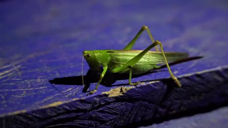 a large green cricket insect on a blue wooden table during the night cleaning it's antennae - close up