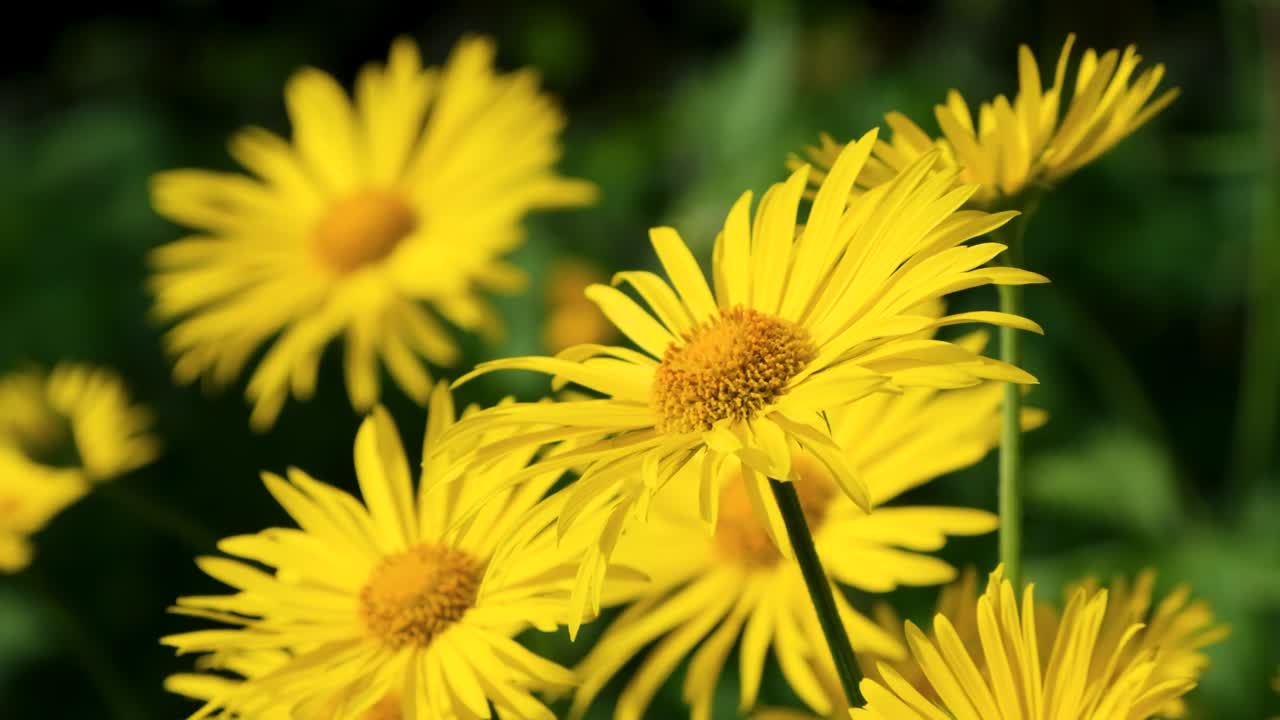 A vibrant yellow gemswurz flower sways gently in the breeze, its golden petals glowing under natural light. This close-up captures the delicate beauty and freshness of spring