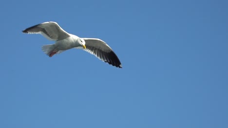 experience the beauty of seagulls in flight with this detailed close-up footage capturing the elegance and grace of these magnificent birds