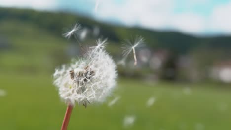 copy space: cinematic shot of a blossoming dandelion blown away by the wind.