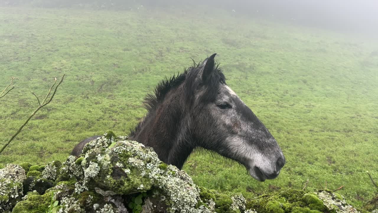 Grijs paard staat achter een mosbegroeide stenen muur in de mist op Sao Miguel.
