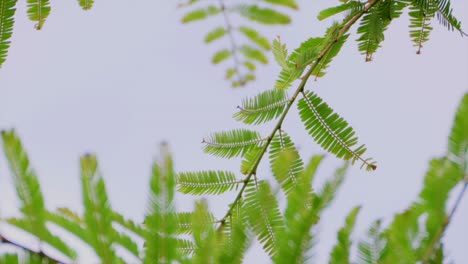 Amla-Blätter-Schwanken-In-Nahaufnahme