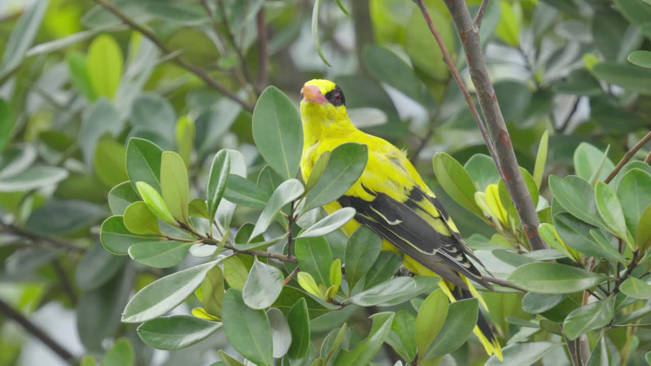Vibrant Yellow Plumage With Black Markings. Black-naped Oriole Bird Species. Close-up Shot
