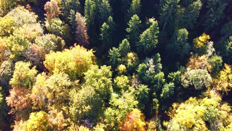 Upwards-panning-camera-movement-revealing-autumn-fall-coloured-forest