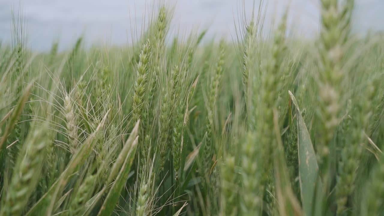 Slow-motion close-up of wheat spikes in a field