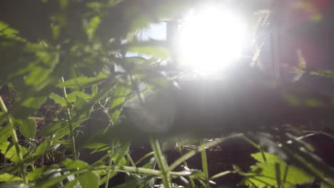 primer plano de plantas de cannabis en una maceta en casa con viento y rayo de sol