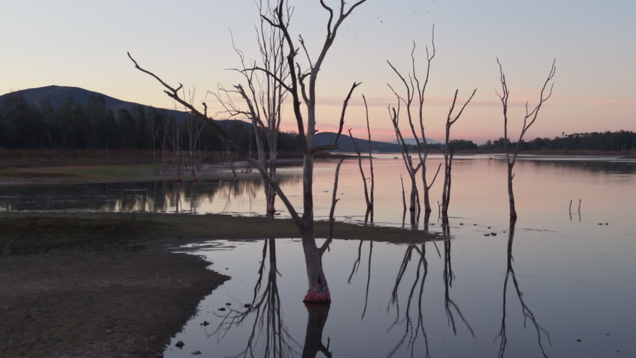 Døde træer ved Otay Lakes nær Chula Vista, Californien, solopgangsbillede. Drone flyver fremad