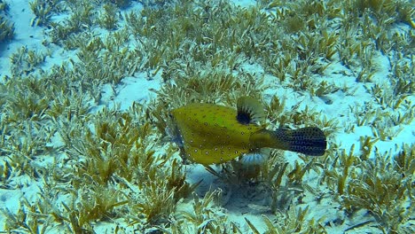imágenes submarinas de un pez globo en un arrecife de coral.
