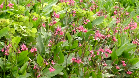 small humming bird flying from pink flower to pink flower in panama