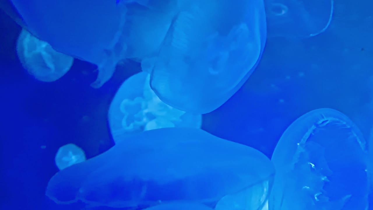 파란 수족관 에서 수영 하고 있거나 떠다니는 큰 해파리의 근접 촬영