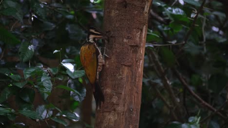 Camera-zooms-out-while-this-bird-is-seen-from-its-side-feeding-on-worms,-Common-Flameback-Dinopium-javanense-Female,-Thailand