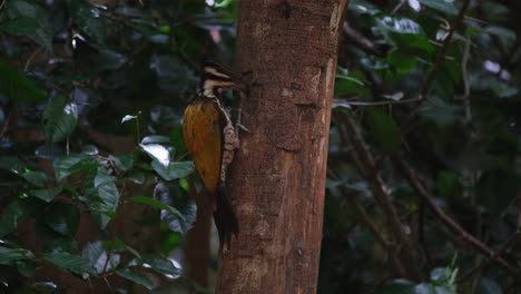 la cámara se aleja mientras este pájaro se ve desde su lado alimentándose de gusanos, hembra de dinopium javanense común, tailandia
