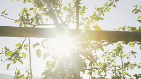 tilt up view across apple tree at orchard backlit by bright sun located in lier, norway