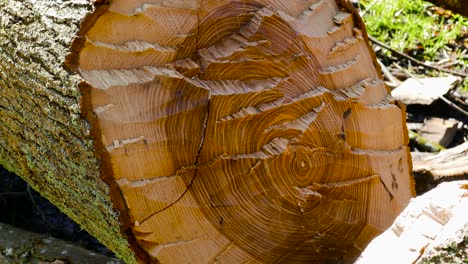 close up view of a large old growth tree cut down in the forest at daytime