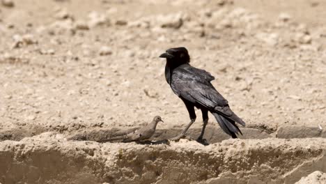 cape crow and namaqua dove sit side by side at watering hole, showing the huge difference in size