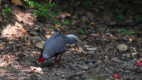 Ein-Männliches-Individuum,-Das-Auf-Dem-Waldboden-Frisst,-Kalij-Fasan-Lophura-Leucomelanos,-Kaeng-Krachan-Nationalpark,-Thailand