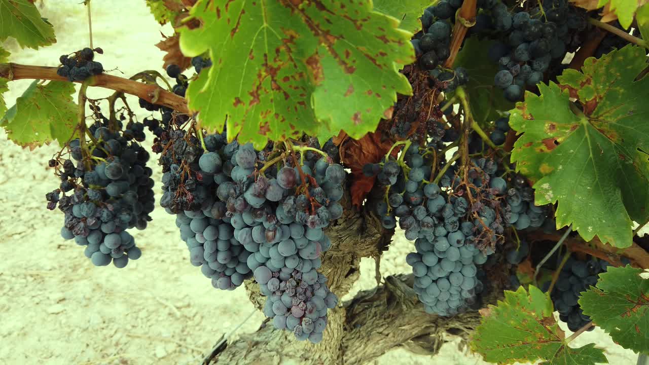 Spanish farm. Growing black grapes in a vineyard