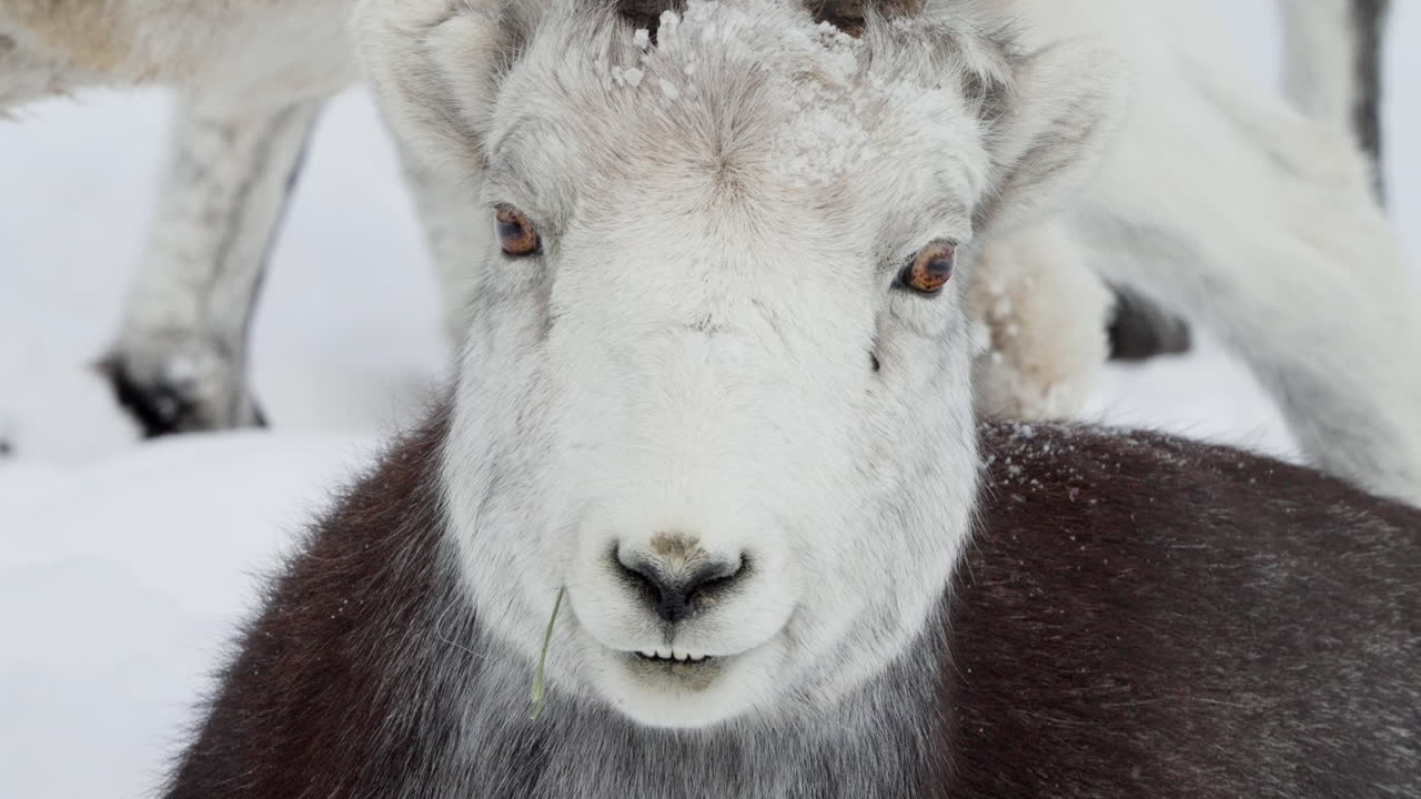 ovis dalli или dall овцы близко к голове, белая лошадь, юкон, канада