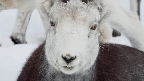 ovis dalli o dall oveja de cerca en la cabeza, whitehorse, yukon, canadá