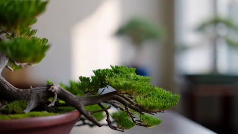 close-up of a bonsai tree