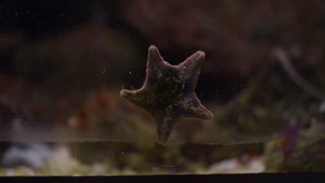 closeup shot tiny star fish attached aquarium glass tank, slow motion