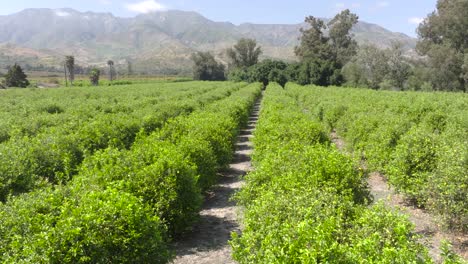 Rise-above-a-picturesque-orange-orchard-with-lush-trees-and-scenic-hills-in-the-background,-bright-summer-day