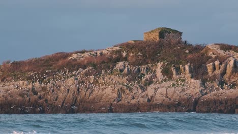 Hermosa-Toma-De-Drones-En-Cámara-Lenta-De-Una-Orilla-Con-Una-Ruina-Donde-Muchas-Gaviotas-Vuelan-Sobre-Las-Olas-Del-Océano-Y-Descansan-En-Las-Rocas