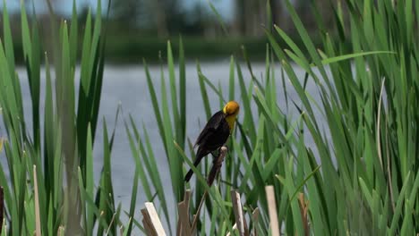 una foto cercana de un pájaro negro de cabeza amarilla limpiándose a sí mismo en cámara lenta