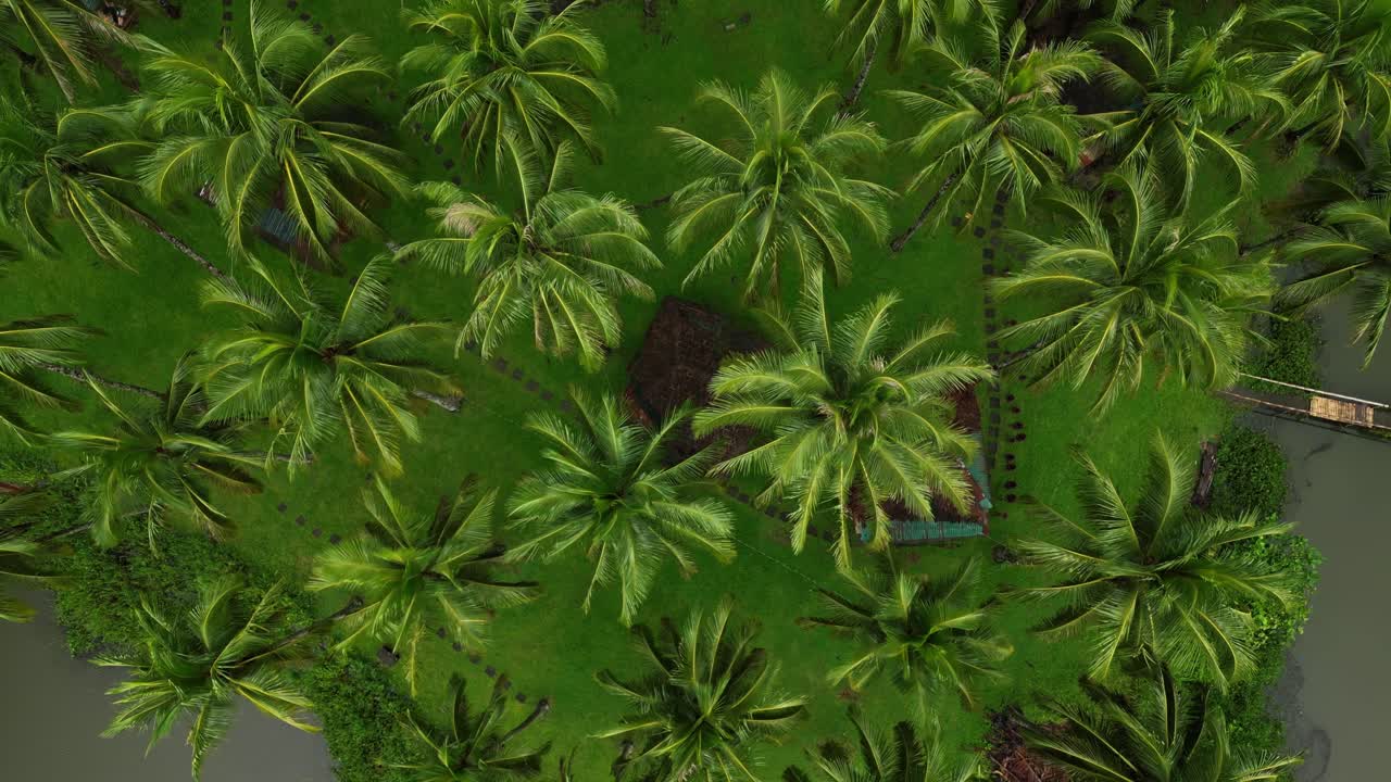 Pulling away from a lush, tree-filled area, the camera reveals the full expanse of forest and greenery that blankets this serene part of Laguna