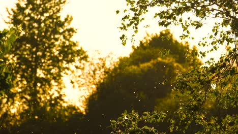 movimiento hipnótico del polen en el aire durante la puesta de sol de la hora dorada cerca del bosque, letonia