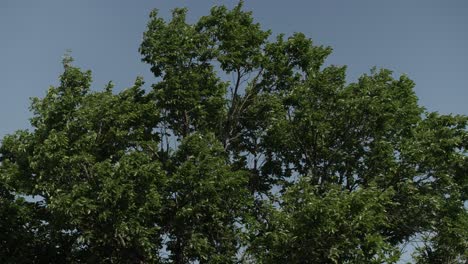 a tree and its branches and leaves blows in the wind in front of a blue sky on a warm sunny day