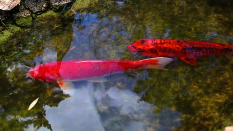 large colored varieties of amur carp swimming arround in a pond