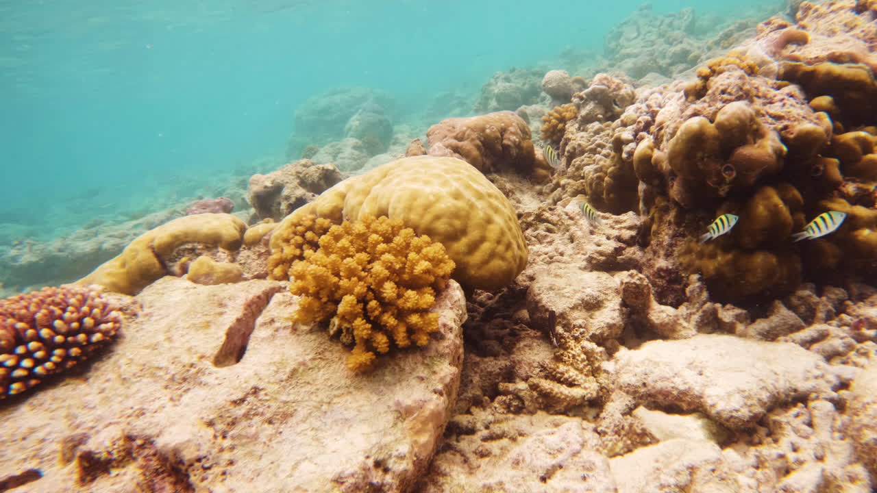 disparo cinematográfico en cámara lenta de nadar alrededor de un arrecife de coral brillante y colorido bajo el agua en un día brillante y soleado en aguas claras, 4k, slomo