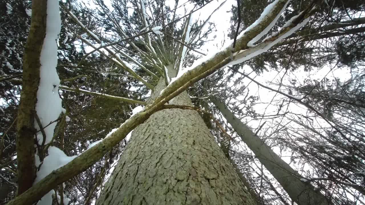 푸른 하늘을 배경으로 바람에 부는 소나무, 밑면