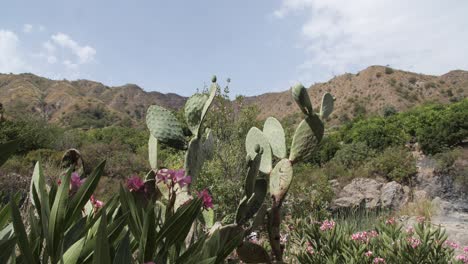 タオルミナの背景に山があるカクタスの隣のピンクの花