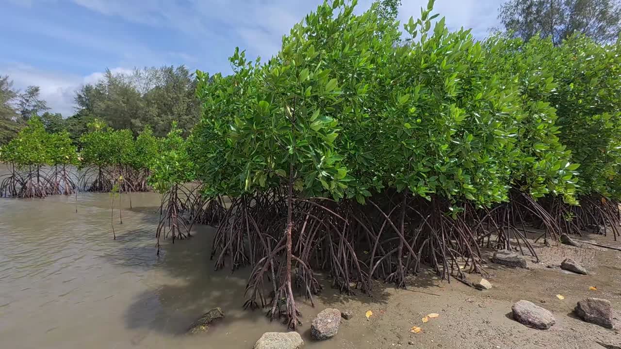A tropical mangrove forest along a coastal shoreline, home to diverse wildlife and a natural barrier against coastal erosion.