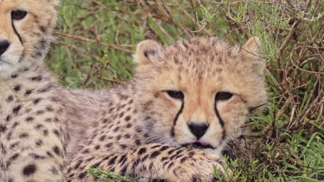 cheetah cub cleaning itself in serengeti national park in tanzania in africa, cheetahs close up licking and grooming on african wildlife safari animals game drive