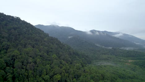 lush tropical rainforest trees in ipoh malaysia on a misty day - drone ascending